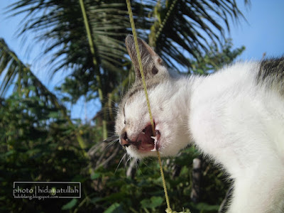 kucing, cat, Felis catus, macro, photo cat