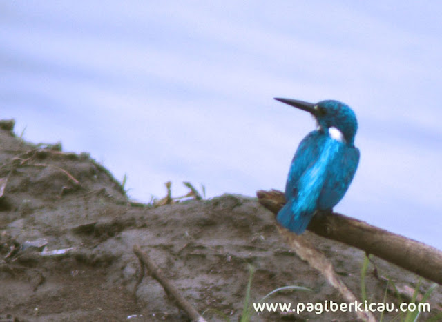 http://www.pagiberkicau.com/2018/05/si-raja-udang-meninting-birding-bandung.html#.WzWJHbhgaUk