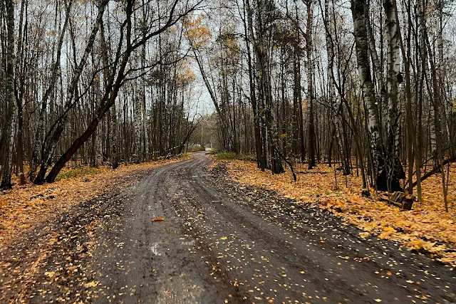 Лосиный остров, тропинка, дорога, Яузская аллея