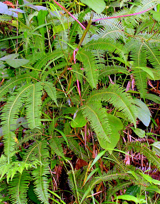 Agsam fern Mindanao Philippines