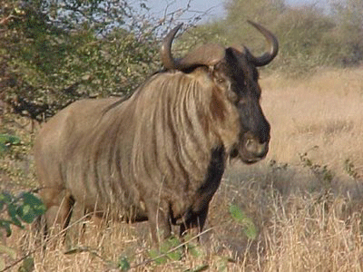 wildebeest binatang tercepat di dunia
