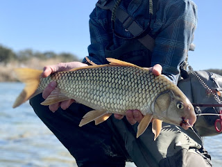 Carpsucker, River Carpsucker, Carpsucker on the Fly, Trash Fish, Roughfish, Trash fish on the fly, fly fishing in texas, Texas fly fishing