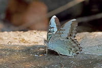 Parthenos sylvia