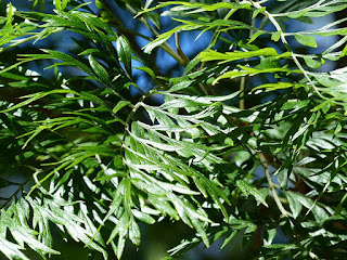 Grevillea robusta - Chêne soyeux d'Australie