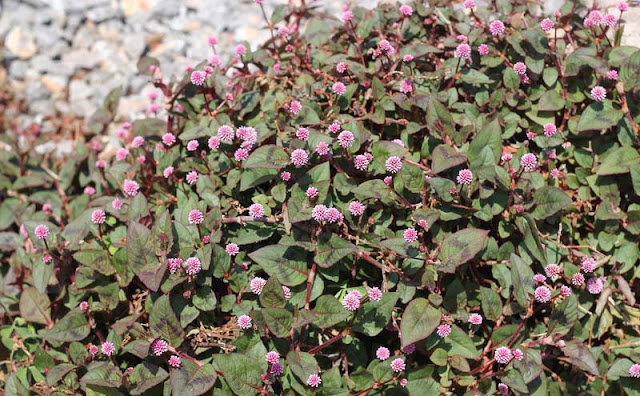 Persicaria Capitata Flowers Pictures