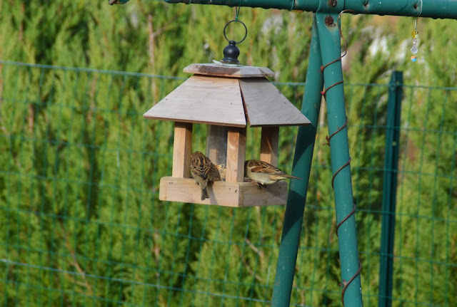 oiseaux du jardin