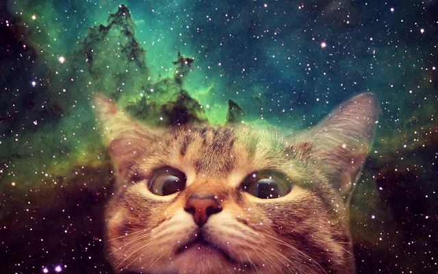 Cute Cat In Space Wallpaper