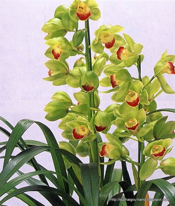 兰花-花:M703-09020112125341