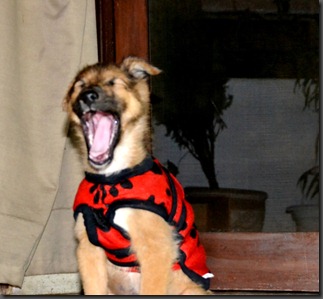 pup boy4