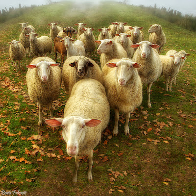 Con Cừu là số mấy & mơ thấy đàn cừu đánh đề số mấy?