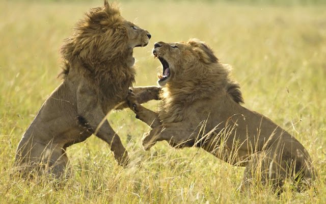 Борба между два лъва