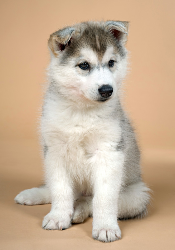 A very cute siberian husky puppy whose ears havent stood up yet