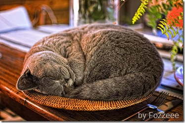 british shorthair cat asleep Fozzeee
