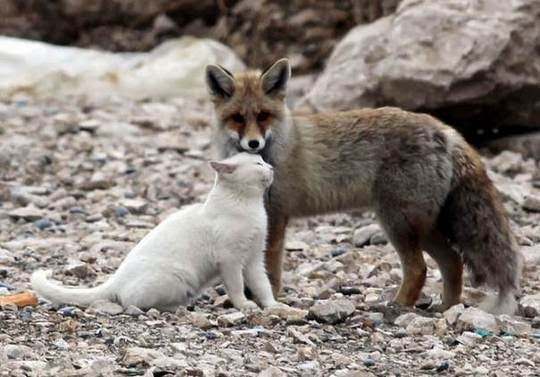 cat fox friendship