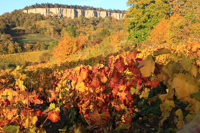 Vigne de Cormot, Bourgogne, (C) Greg Clouzeau