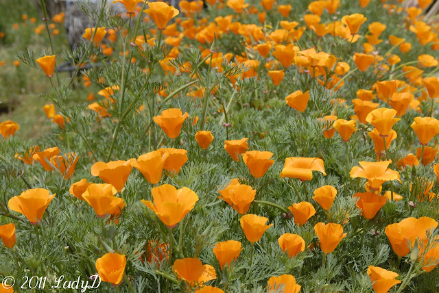 California Poppy: LadyD Books