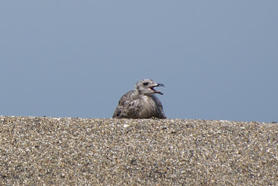 Lytse Sjouwerman - Kleine Mantelmeeuw - Larus fuscus