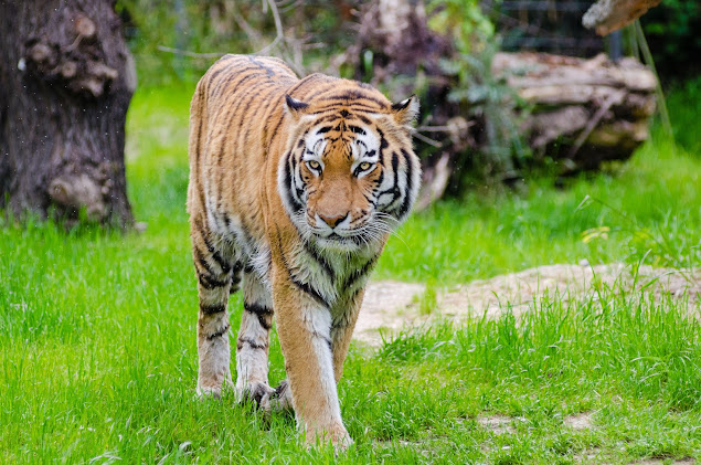 Tiger conservation status