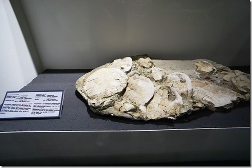 Mongolia146