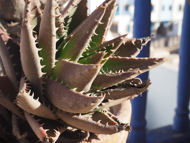 Visiter Essaouira, Maroc