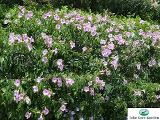 Pandorea Jasminoides: The Perfect Climbing Plant for Your Garden