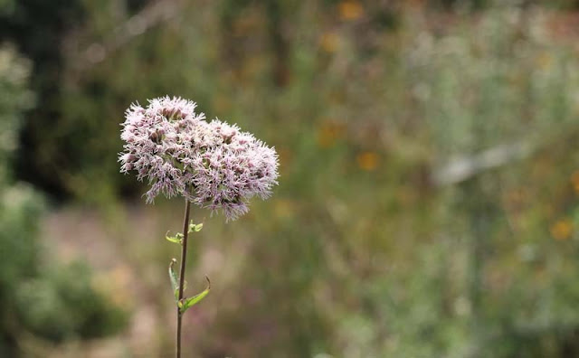 Joe-Pye Weed Flowers