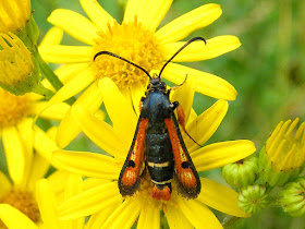 Fiery Clearwing Pyropteron chrysidiforme. Indre et Loire. France. Photo by Loire Valley Time Travel.