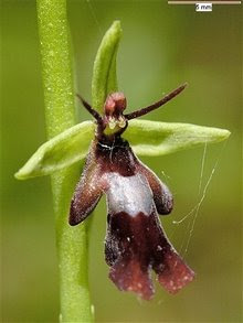 Fotos de Orquídeas