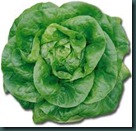lettuce