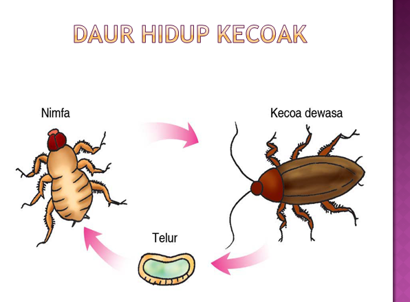  RPP  IPA  KELAs IV SD Dunia Pendidikan