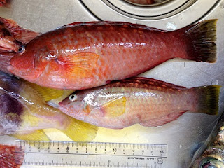 Wrasse