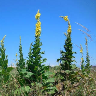 Koningskaars, toorts, Verbascum thapsus, toortsbloem, mullein