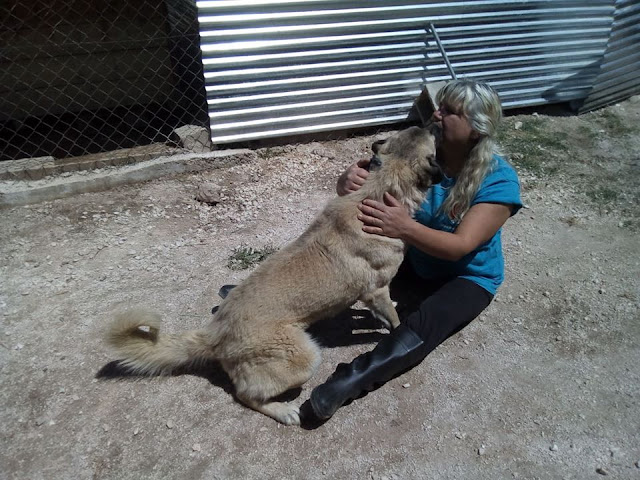 Greek rescue stray dog