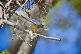 Northern Parula eating a spider