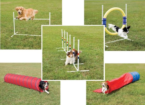 Agility Dog Training Instruction, Go Continual! | Dog Training