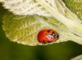 Leaf beetle, Gonioctena viminalis, on Wayfaring-tree, Viburnum lantana.  (Black legs.)  Burnt Gorse, High Elms Country Park, 5 May 2014.