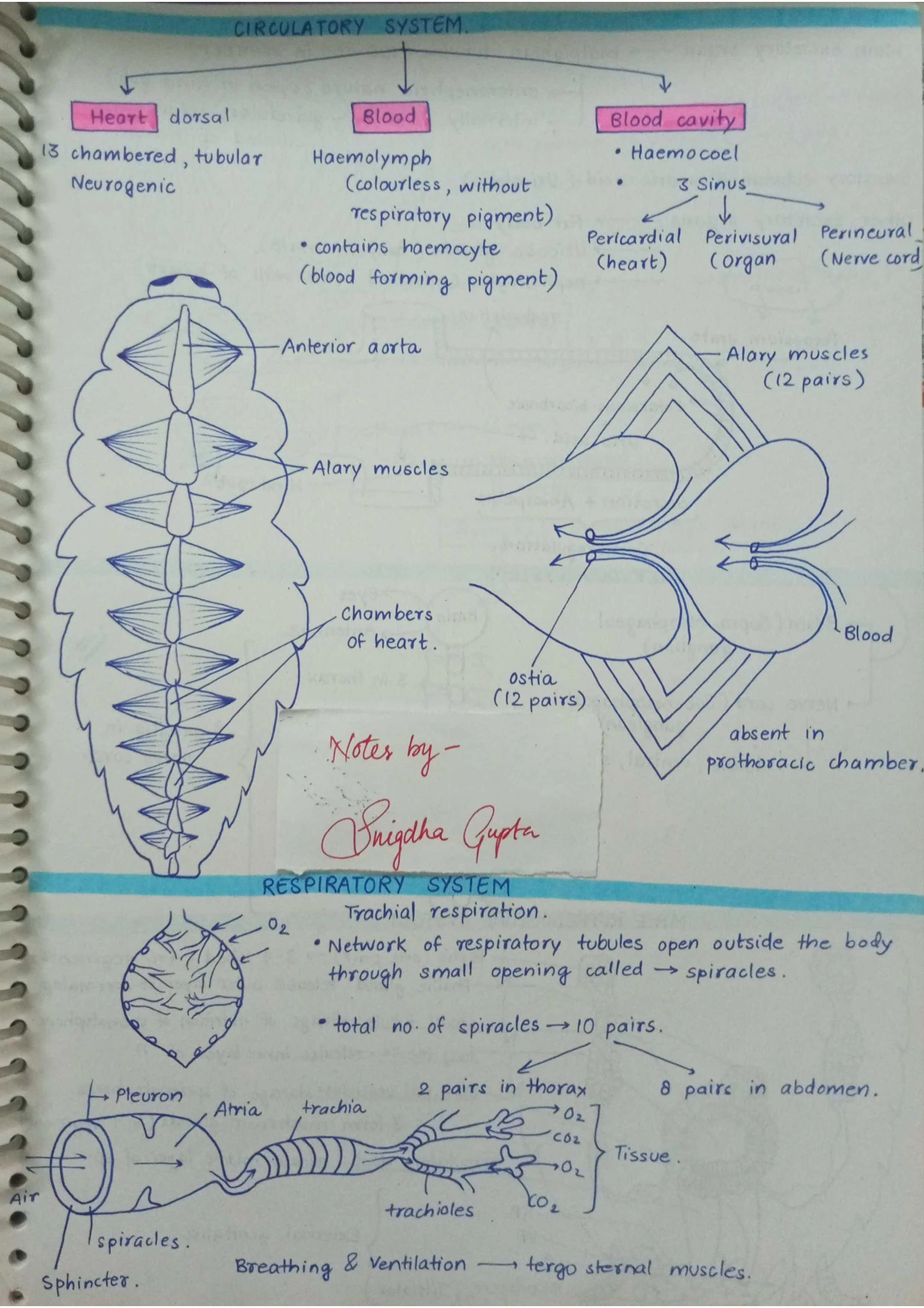 Cockroaches - Biology Short Notes 📚