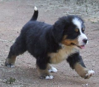 Bernese Mountain Dog Puppy Picture