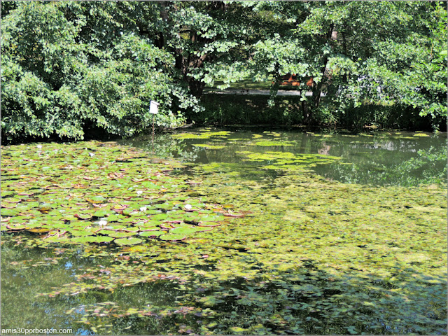 Estanque del First Nations Garden del Jardín Botánico de Montreal