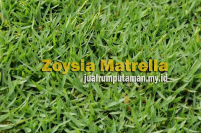 Jenis Rumput Manila (Zoysia Matrella)