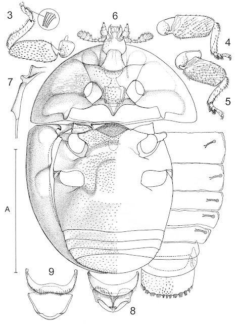 Coleoptera, Corylopidae, beetle, drawing