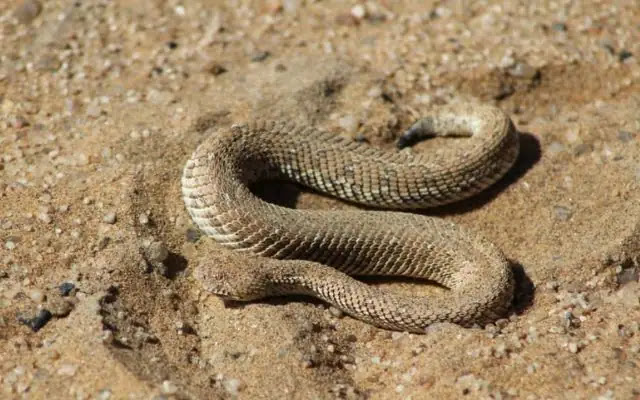 10 Weird Animals That Live In The Desert