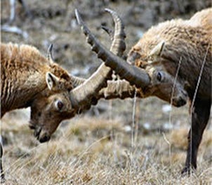 Amazing Pictures of Animals, Photo, Nature, Incredibel, Funny, Zoo, Alpine ibex, Capra ibex, Mammalia, Alex (1)