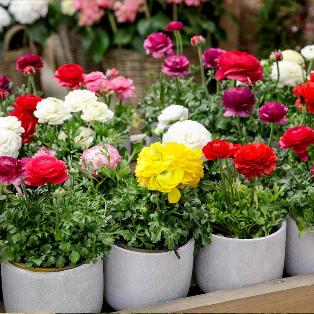Pots filled with blooming ranunculus