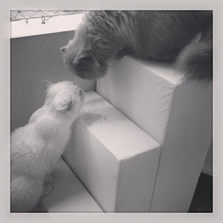 gatos disputando a janela