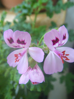 Scented Pelargonium / Geranium Fair Ellen flower