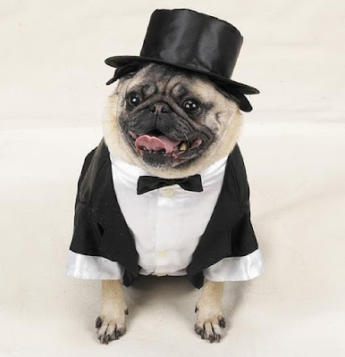 Tom Ford's 22 Essentials, Presented By Pugs Seen On www.coolpicturegallery.us