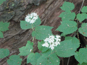 maple leaved viburnum