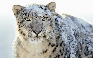 Snow Leopard