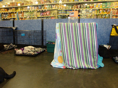 several crates at an adoption event, one covered by several blankets